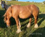 2 Year Old Filly