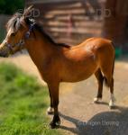Nantyrast Abigail, Yearling Welsh Section A Filly