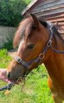 Nantyrast Abigail, Yearling Welsh Section A Filly