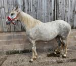 Dunbeggan Bobby, 15.1hh Gelding 