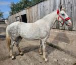 Dunbeggan Bobby, 15.1hh Gelding 
