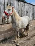 Dunbeggan Bobby, 15.1hh Gelding 