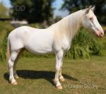 Ghost,14.2hh Gelding 