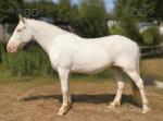 Ghost,14.2hh Gelding 