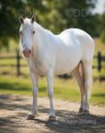 Ghost,14.2hh Gelding 