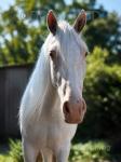 Ghost,14.2hh Gelding 
