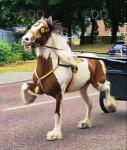 Pokerface, 14.2hh Driving Gelding 