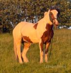 Pokerface, 14.2hh Driving Gelding 