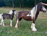 12.3hh Broodmare in Foal with Filly Foal at Foot