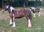 12.3hh Broodmare in Foal with Filly Foal at Foot