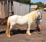 12hh Broodmare with Filly Foal