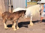 12hh Broodmare with Filly Foal