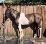 Georgie Snow, 15.1hh Driving Gelding 