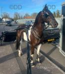 Georgie Snow, 15.1hh Driving Gelding 