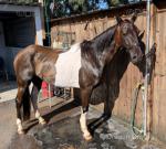 Georgie Snow, 15.1hh Driving Gelding 