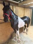 Georgie Snow, 15.1hh Driving Gelding 