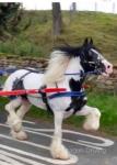 13.2hh Broodmare with Colt Foal at Foot 
