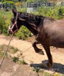 13.2hh Broodmare with Colt Foal at Foot 