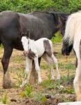 13.2hh Broodmare with Colt Foal at Foot 