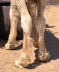 13.2hh Broodmare with Colt Foal at Foot 