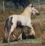 12.2hh Mare