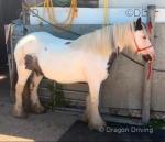 12.2hh Mare