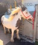 12.2hh Mare