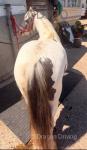 12.2hh Mare