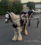 12.2hh Ride and Drive Mare 