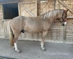 15.3hh Welsh Section D Riding Gelding 