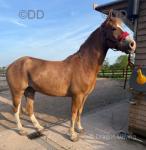 15.3hh Welsh Section D Riding Gelding 