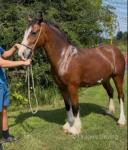 Big Mac, Gelding 