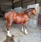 Big Mac, Gelding 
