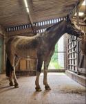 Molly 15.1hh Mare