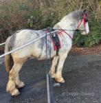 Blue, is a 14.2hh 6 year old stallion that is ride and drive but hasn't done anything for two years as he's been running with mares and foals. Blue, is a 14.2hh 6 year old stallion that is ride and drive but hasn't done anything for two years as he's been running with mares and foals.