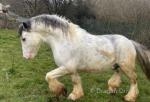 Blue, 14.2hh Stallion 
