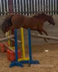 13hh Welsh Section B Riding Gelding 