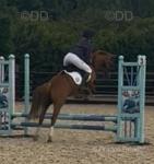13hh Welsh Section B Riding Gelding 