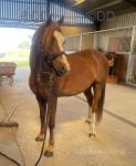 13hh Welsh Section B Riding Gelding 