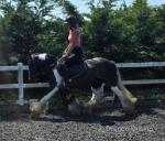 Poppy, 13hh Ride and Drive Mare