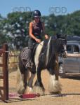 Poppy, 13hh Ride and Drive Mare