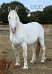 17.3hh Boulonnais Mare