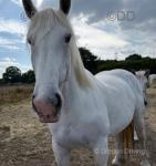 17.3hh Boulonnais Mare