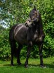 14hh Welsh Section D Riding Gelding 