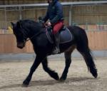 14hh Welsh Section D Riding Gelding 