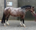 11.2hh Welsh Section A Riding Mare