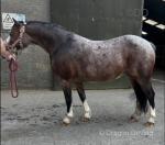 11.2hh Welsh Section A Riding Mare