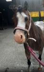 11.2hh Welsh Section A Riding Mare