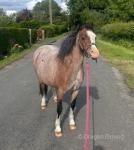 11.2hh Welsh Section A Riding Mare