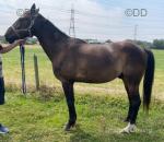 15.1hh Driving Gelding